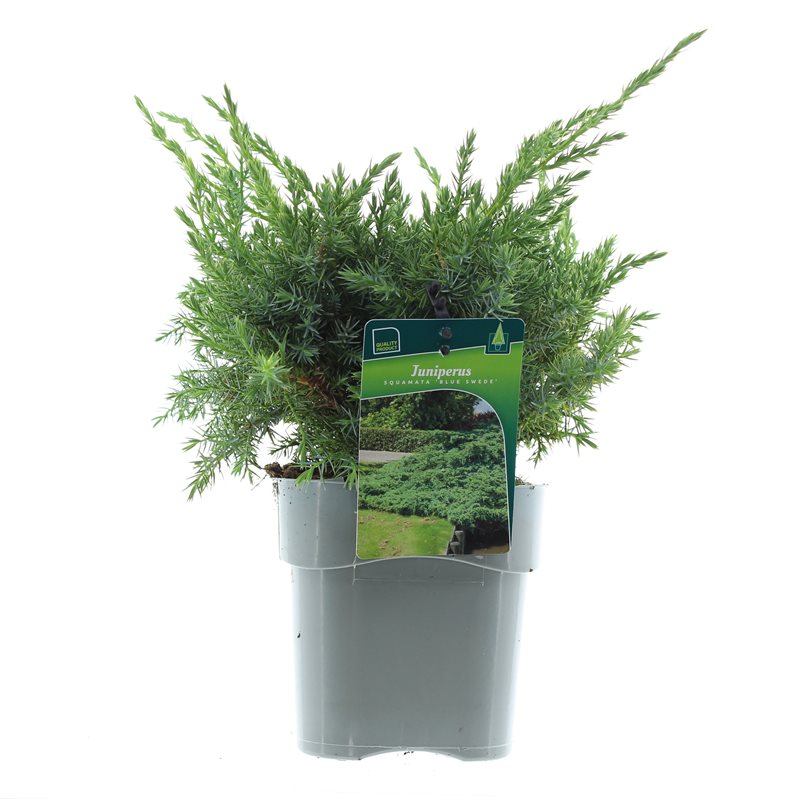 Можжевельник чешуйчатый Блю Свид